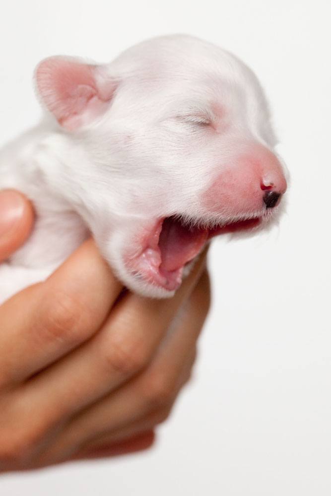 Newborn puppy yawn