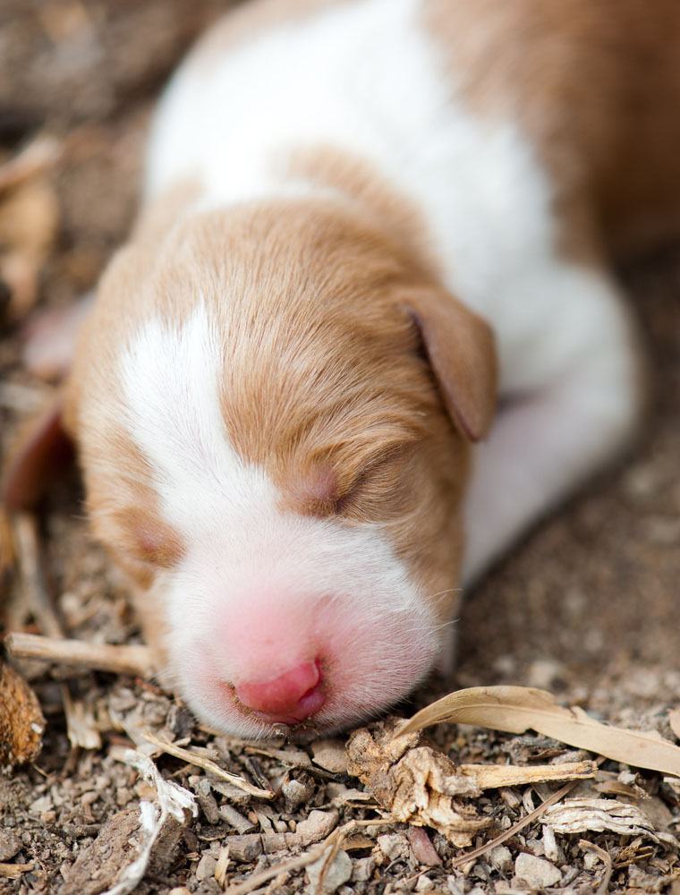 Cute puppy newborn