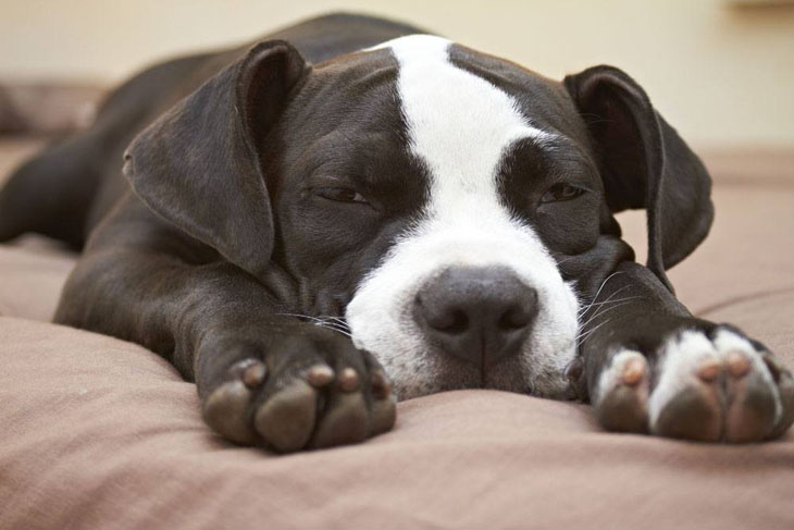 Napping Pit Bull puppy