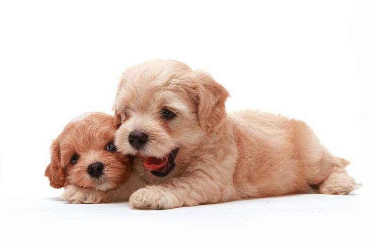 Cute puppy pals