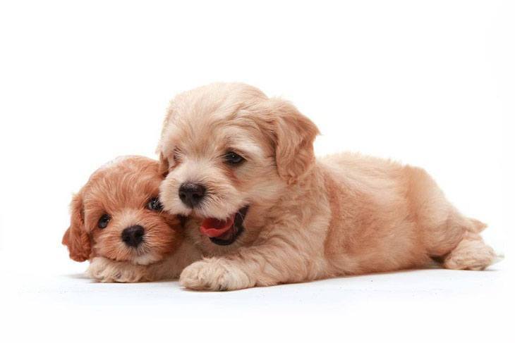 Poodle puppy playtime