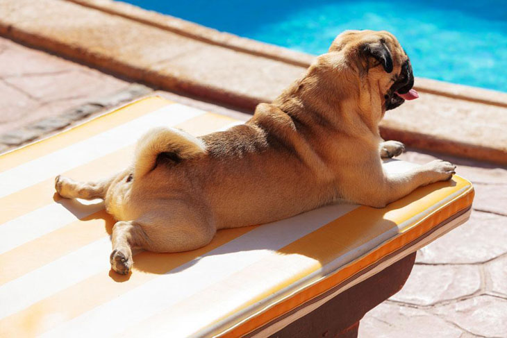 Pug bathing beauty