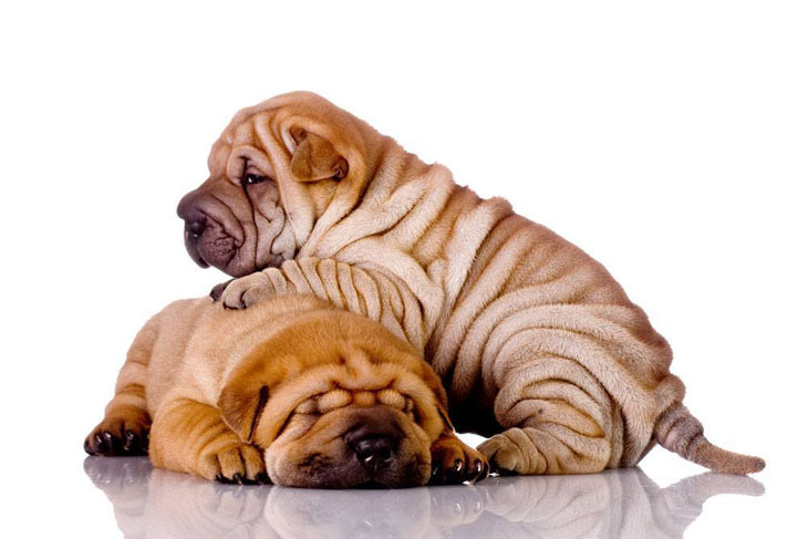 Shar Pei puppies snoozing