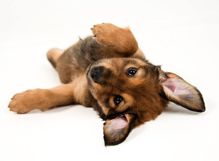 German Shepherd puppy waiting for a belly rub