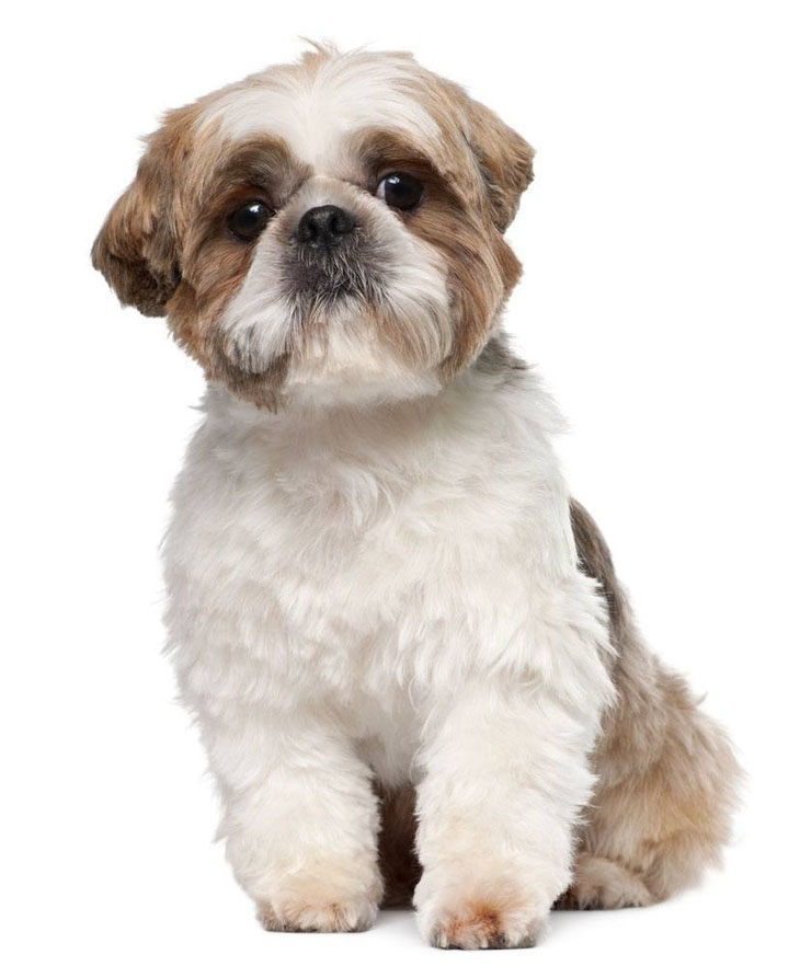 popular shih tzu names