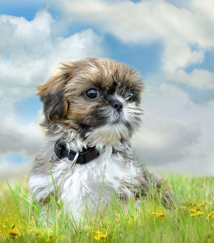 Shih Tzu romping in a meadow