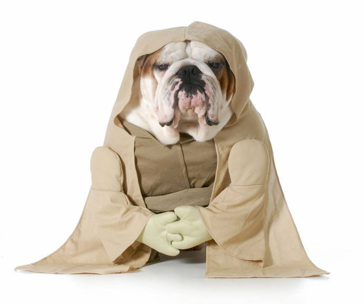 Yoda dog wannabe