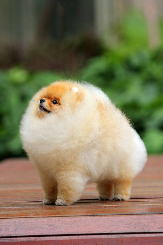 Pomeranian poofball