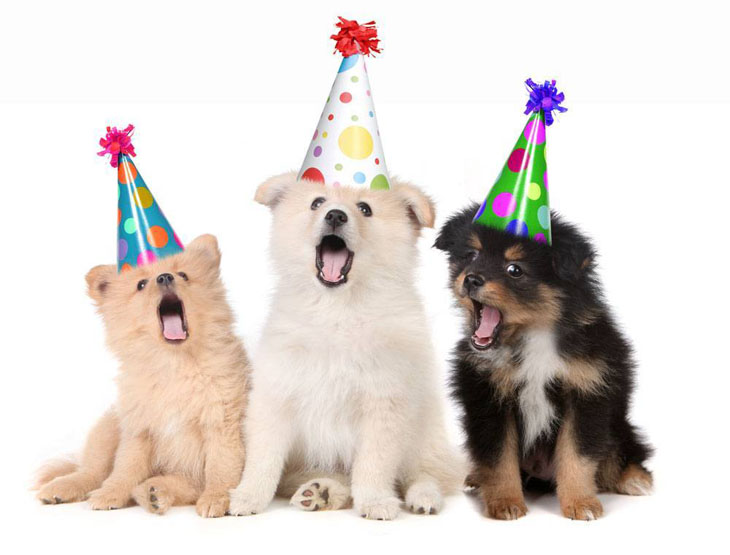 Dog choir singing Happy Birthday