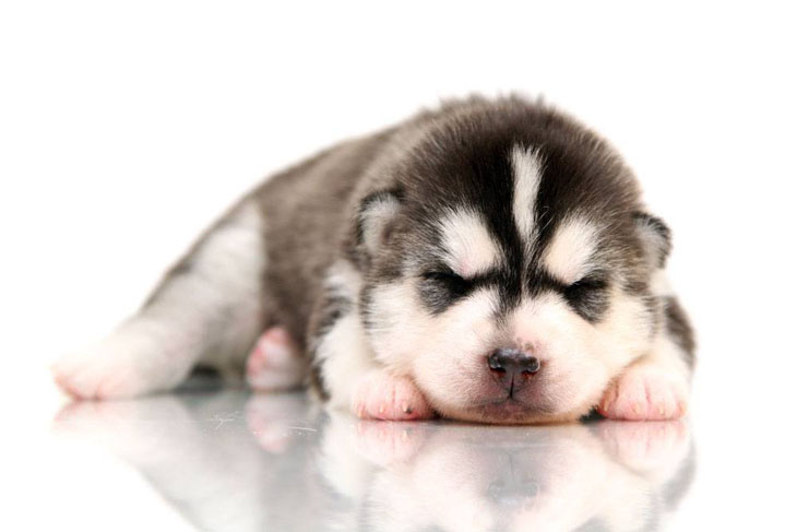 Husky puppy catching a little sleep