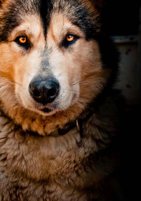 Beautiful Siberian Husky