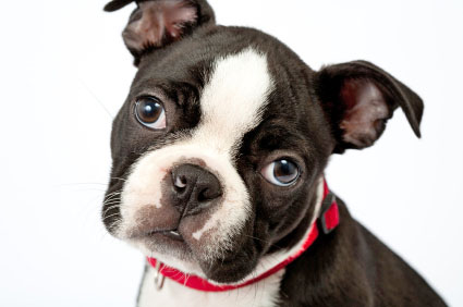 Boston Terrier wants a little attention