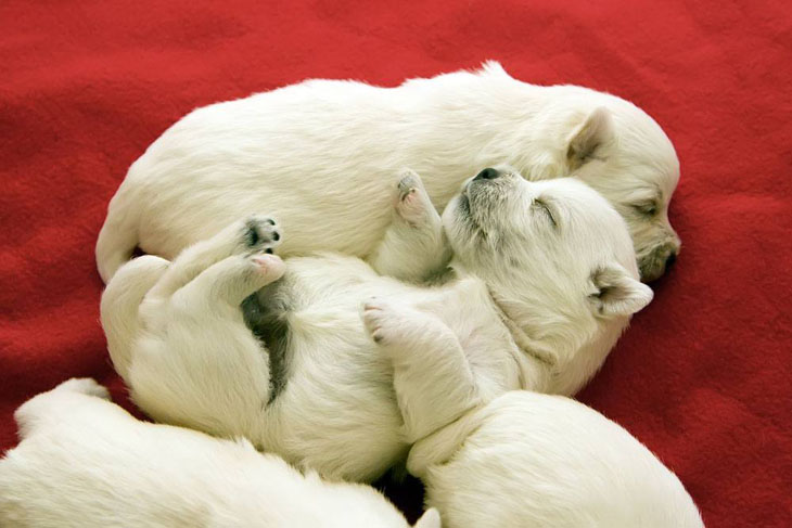 West Highland Terrier naptime