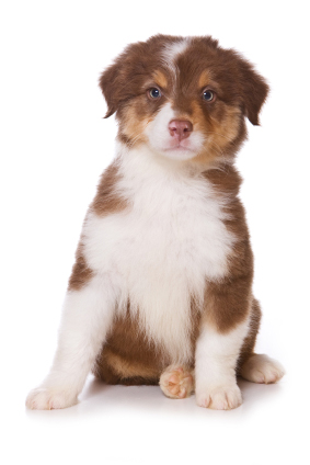 Australian Shepherd puppy