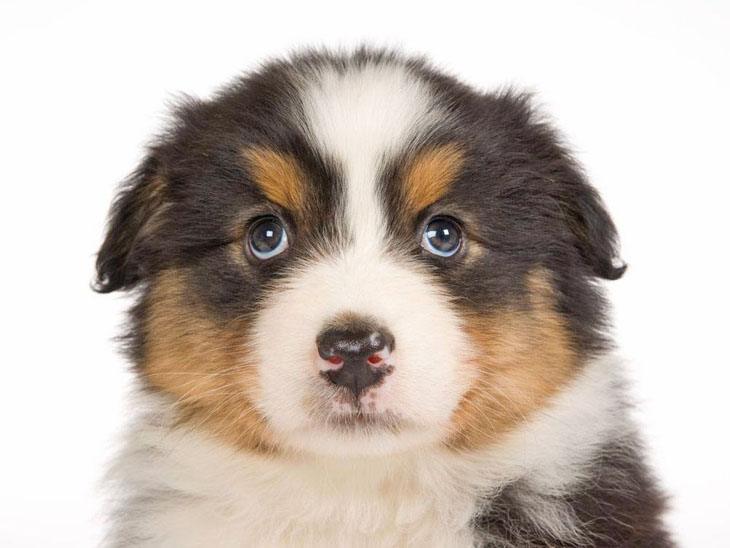 Bernese Mountain dog puppy