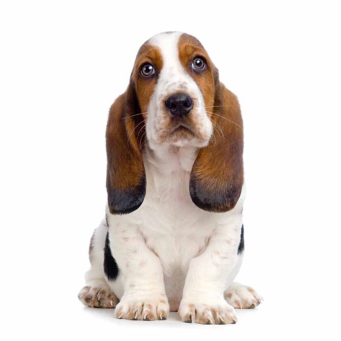 Basset Hound sad eyes