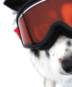 Border Collie loving the ski slopes