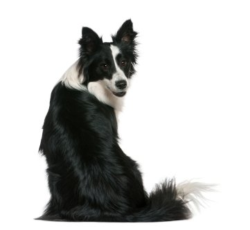 Border Collie waiting for you