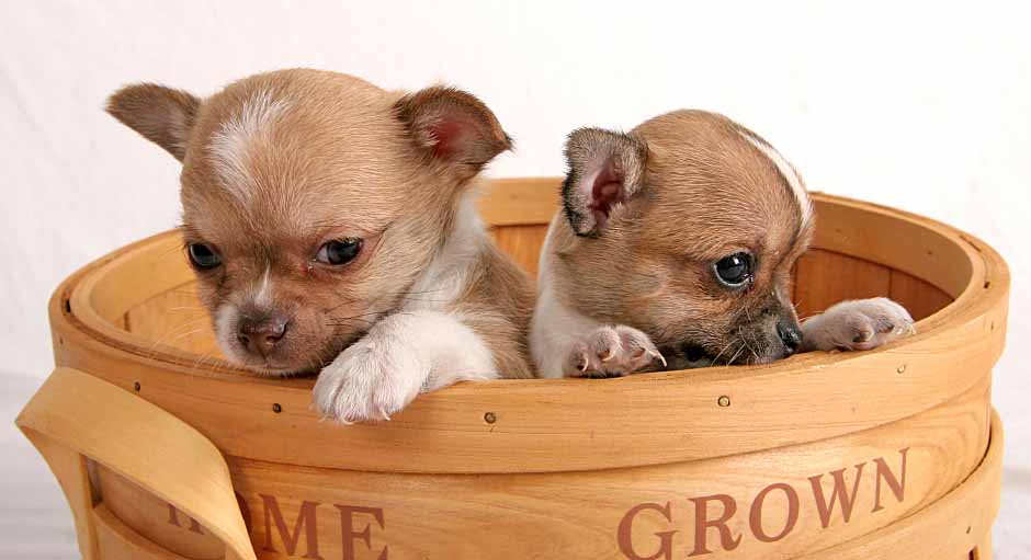 Chihuahua puppies looking to break out