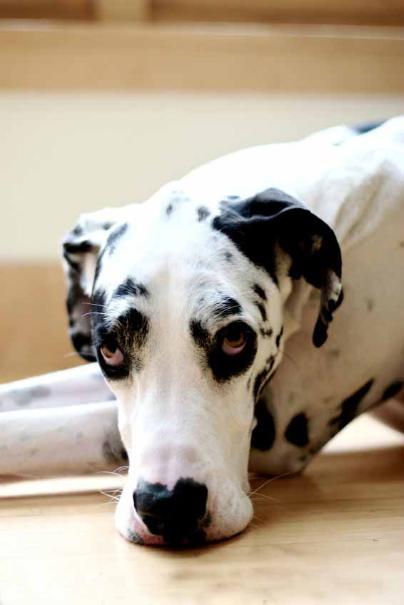 Great Dane taking a break