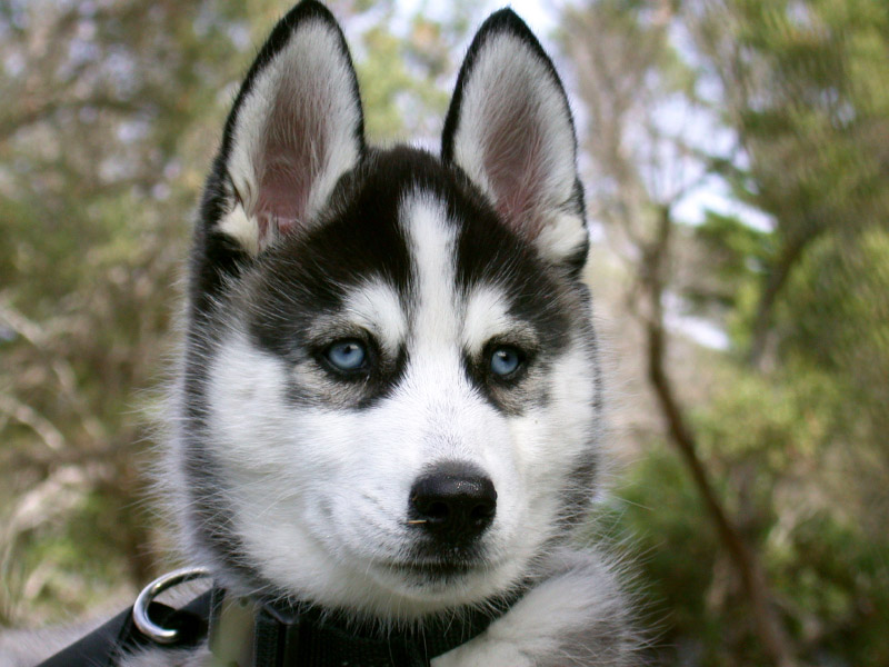 Husky puppy