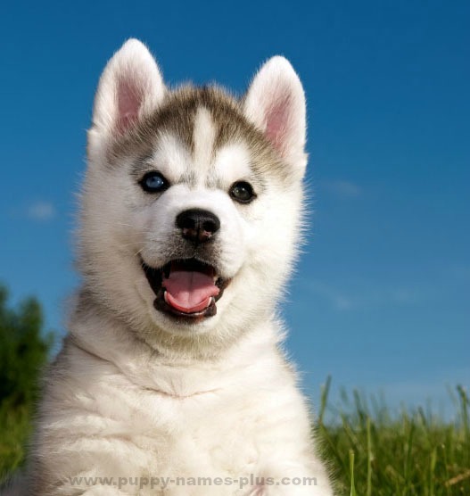 Siberian Husky cutie watching you