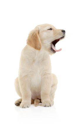 Yawning Lab puppy