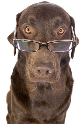 Chocolate Lab getting a closer look at you