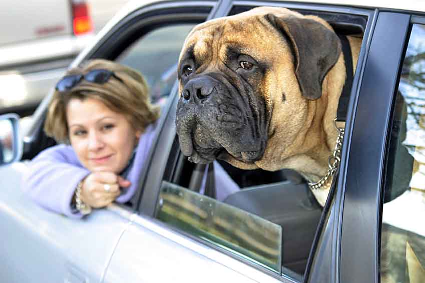 Bull Mastiff back seat driver