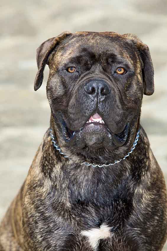 Bull Mastiff giant