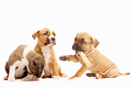 Pit Bull puppies playing around