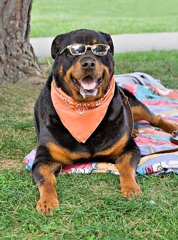 Cool Rottweiler chillin out