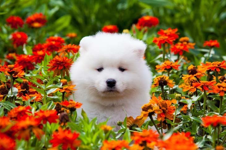 Cute Samoyed puppy