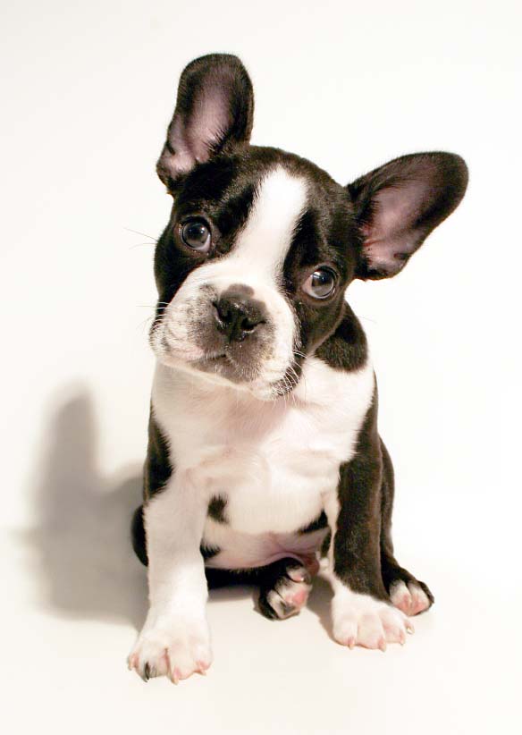 Boston Terrier staring at you