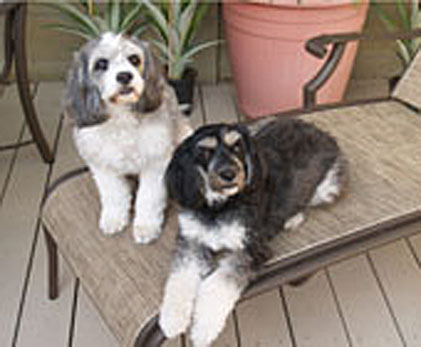 My pals Barney and Pepper
