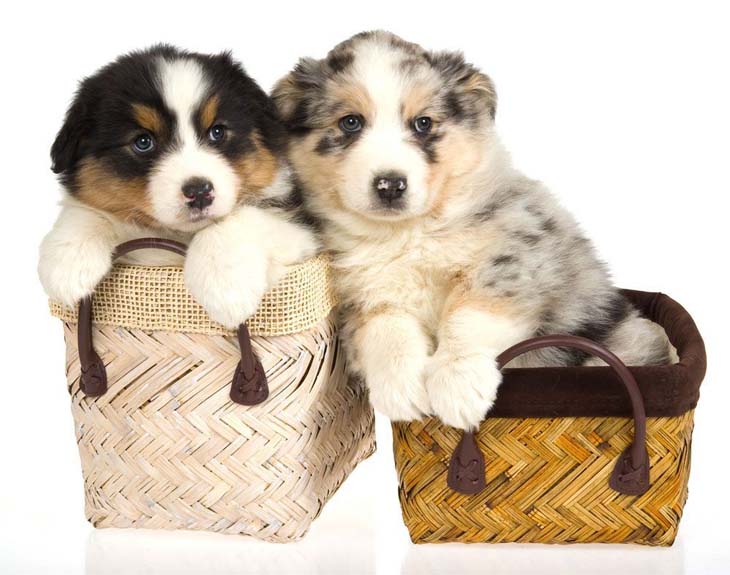 Australian Shepherd puppy cuties