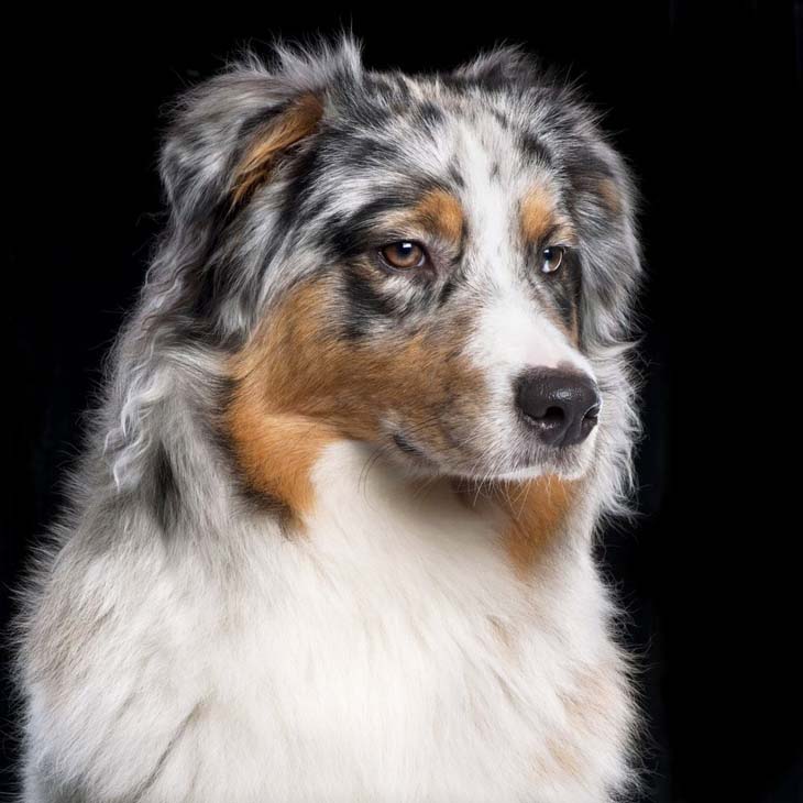 Multicolored Australian Shepherd