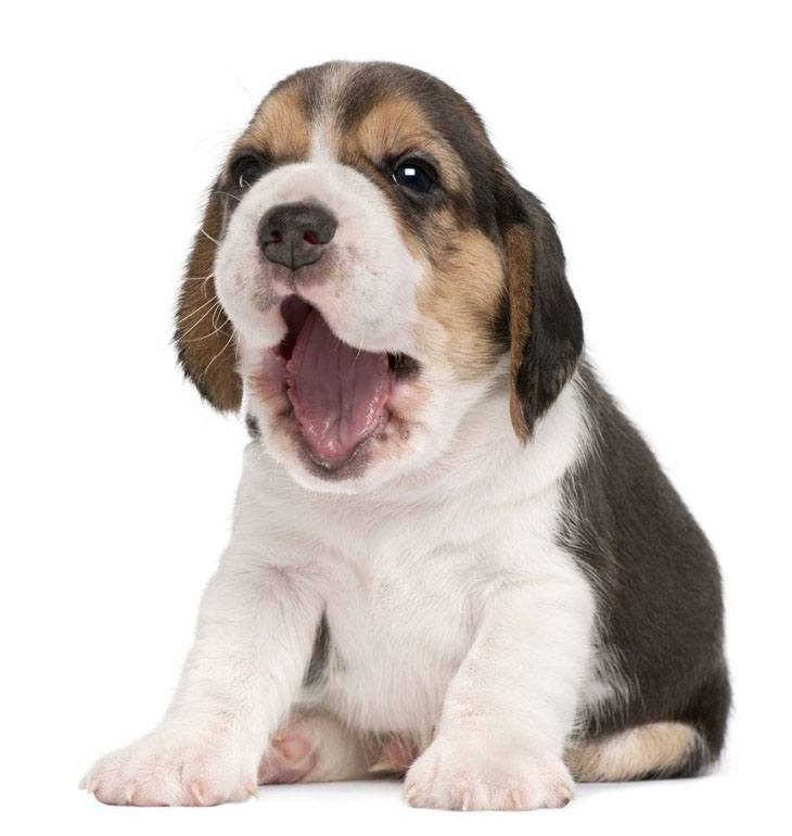 Cute Beagle puppy yawns after taking a nap