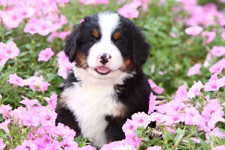 Berner Berghond puppy die geniet van de bloemen
