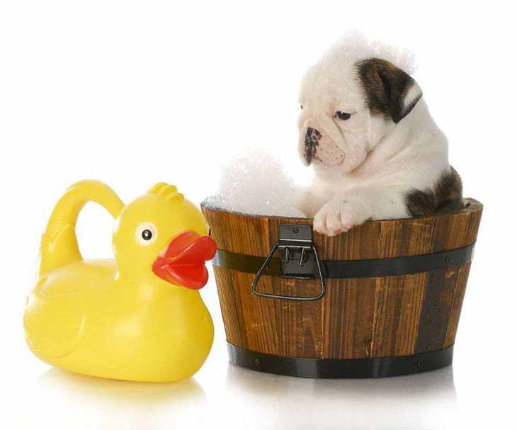 Bulldog bathing beauty and his ducky pal