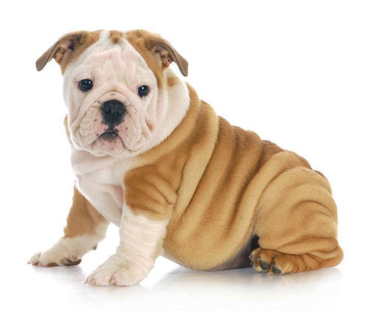 Wrinkly Bulldog puppy