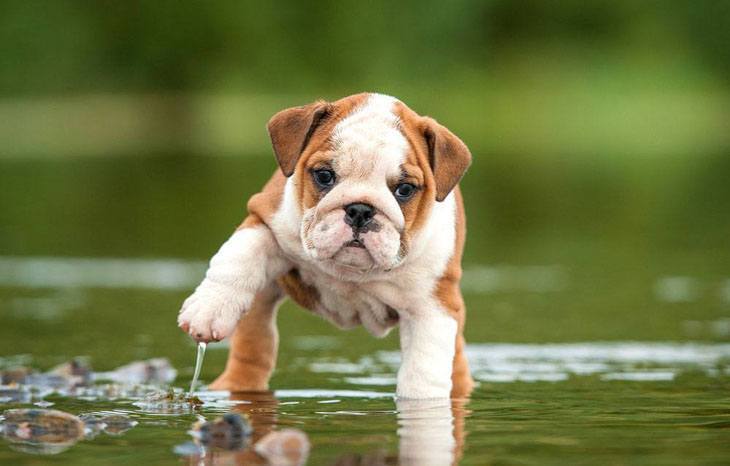 Bulldog puppy getting wet