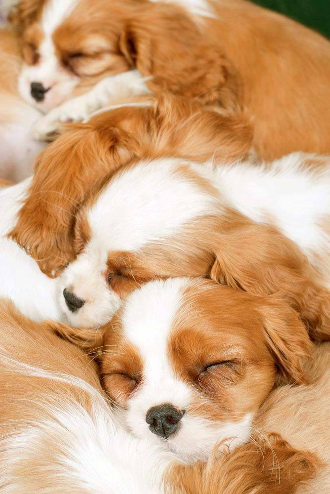 Puppies taking a cute nap as a family