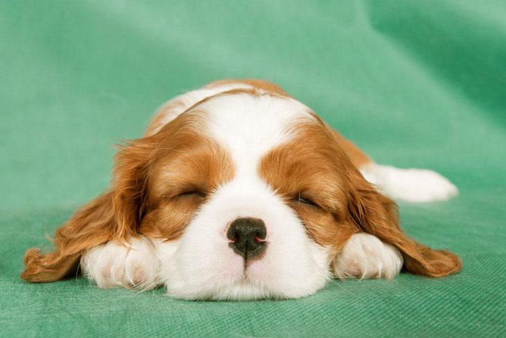 Sleeping puppy cutie