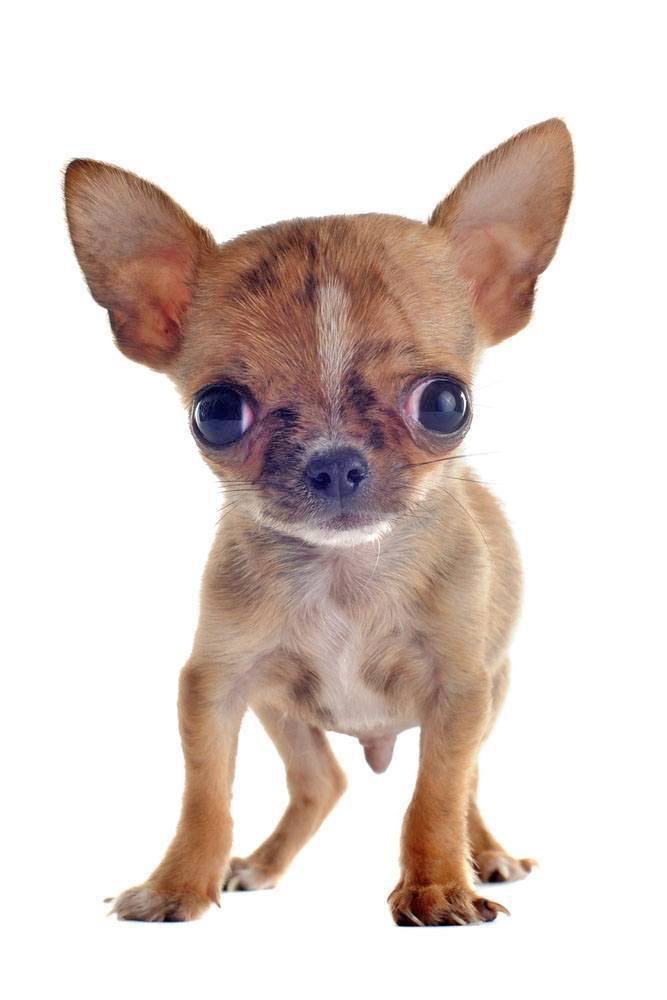 Chihuahua watching you watching him