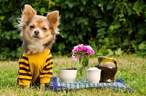 Chihuahua cutie enjoying a picnic
