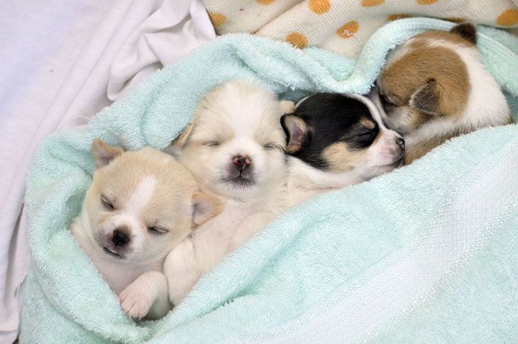 Sleeping Chihuahua cuties