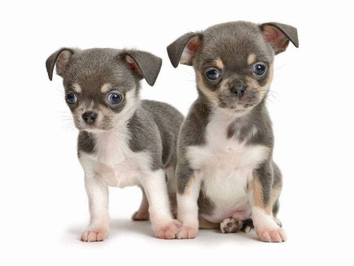 Chihuahua puppies being cute