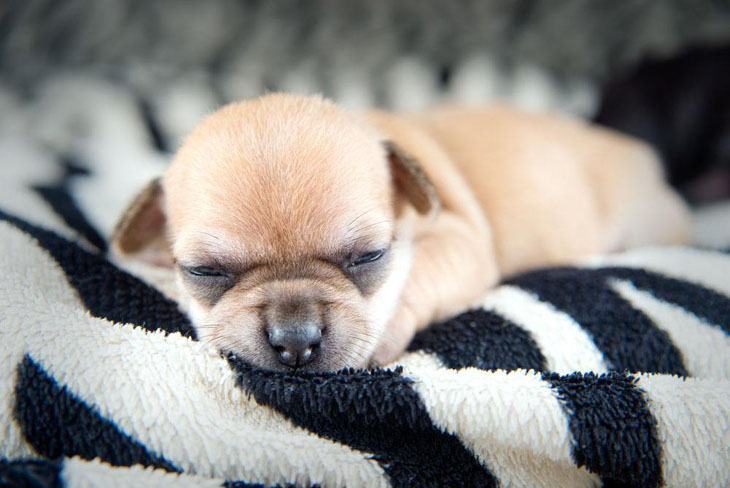 Puppy snoozing