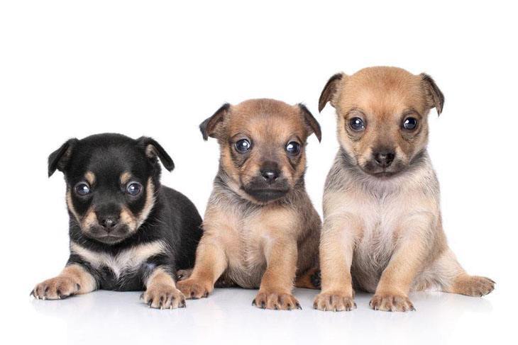 Three cute puppies watching you